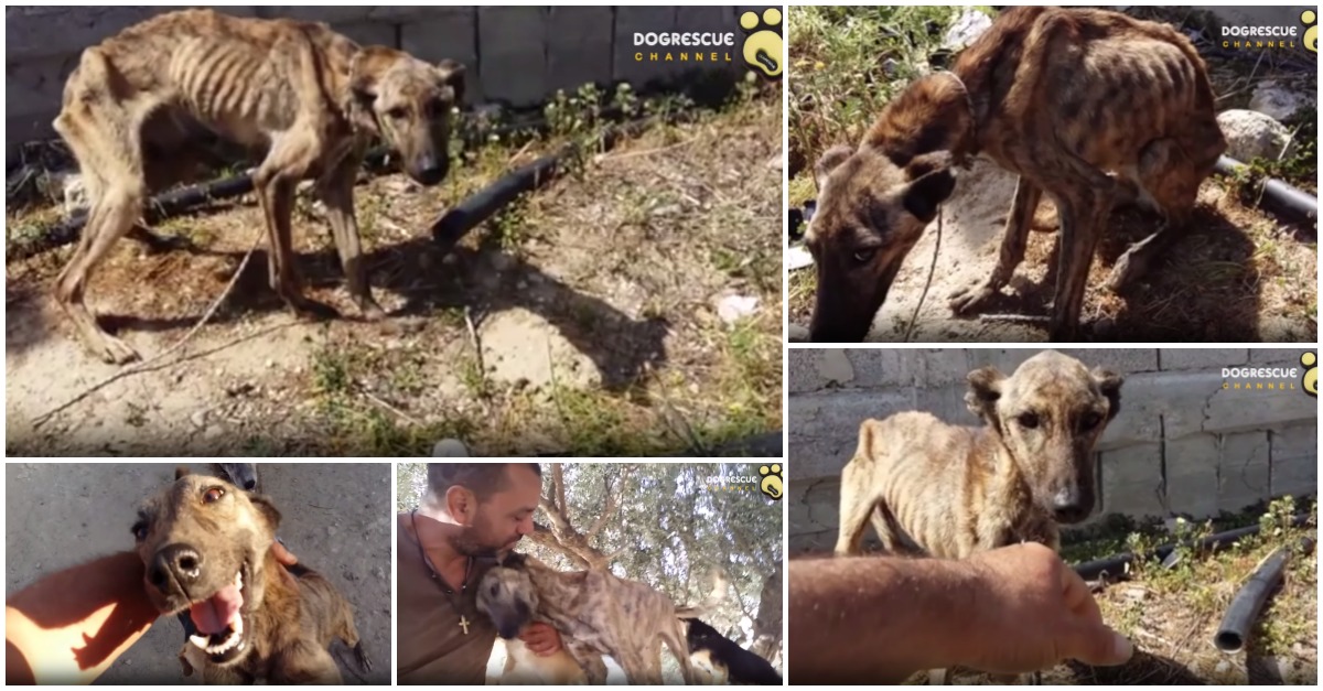 O resgate e a recuperação incrível de um cão faminto e quase... cadáver!