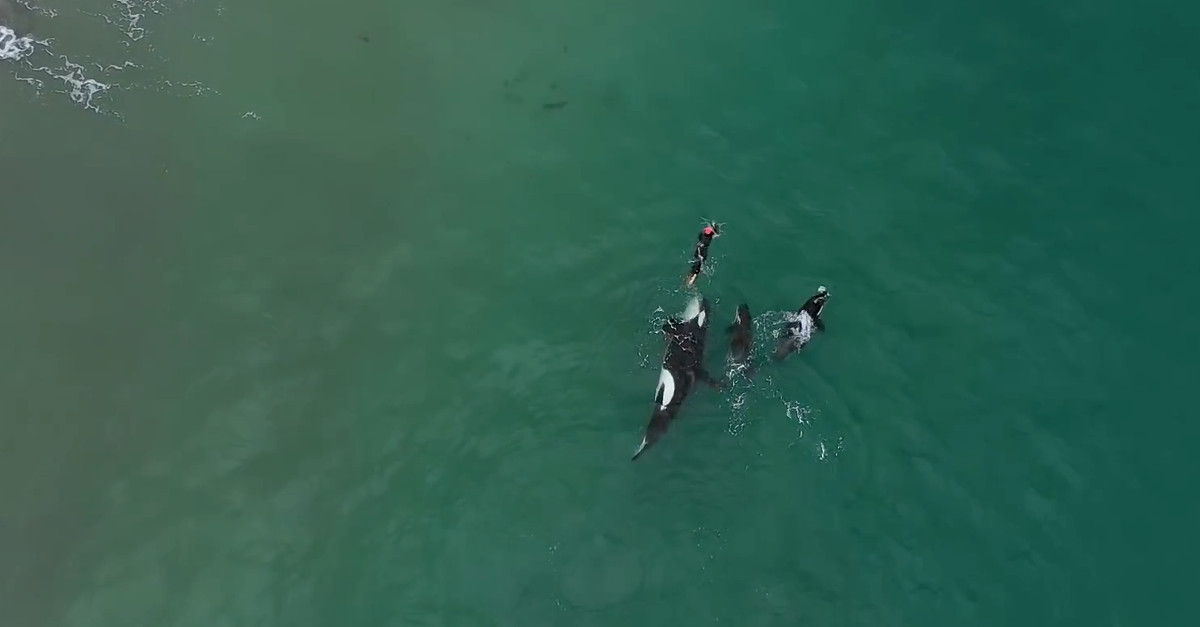 Nadadora solitária a nadar no oceano é surpreendida por orcas