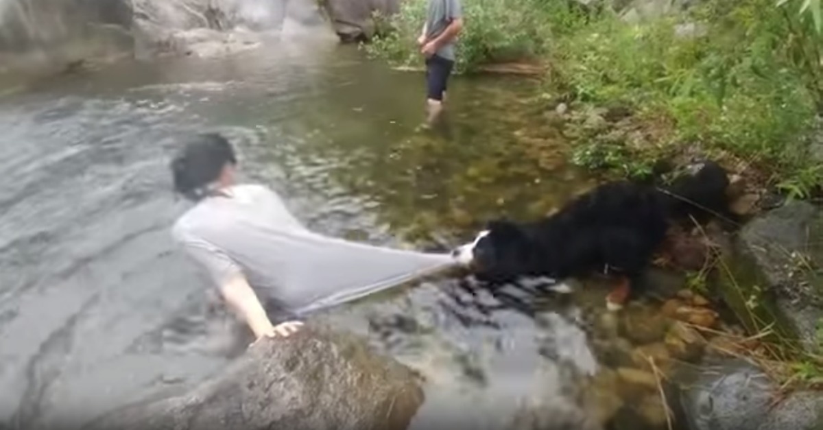 Apenas um cão empenhado em salvar a dona… mesmo ela não querendo!