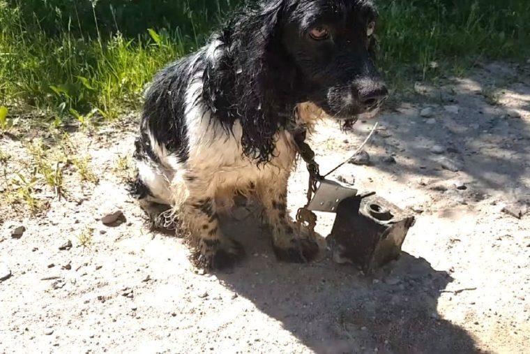 Homem coloca âncora com quase 6 kg no pescoço de cão e atira-o no rio