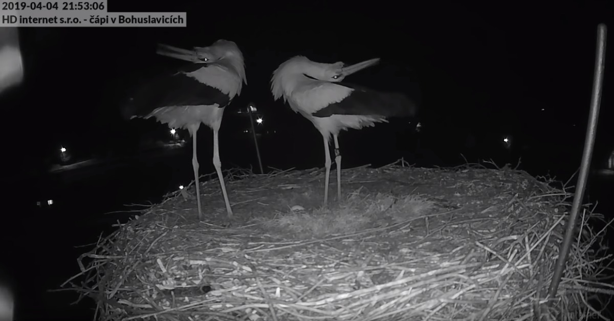 Casal de cegonhas comemora a chegada do seu primeiro ovo