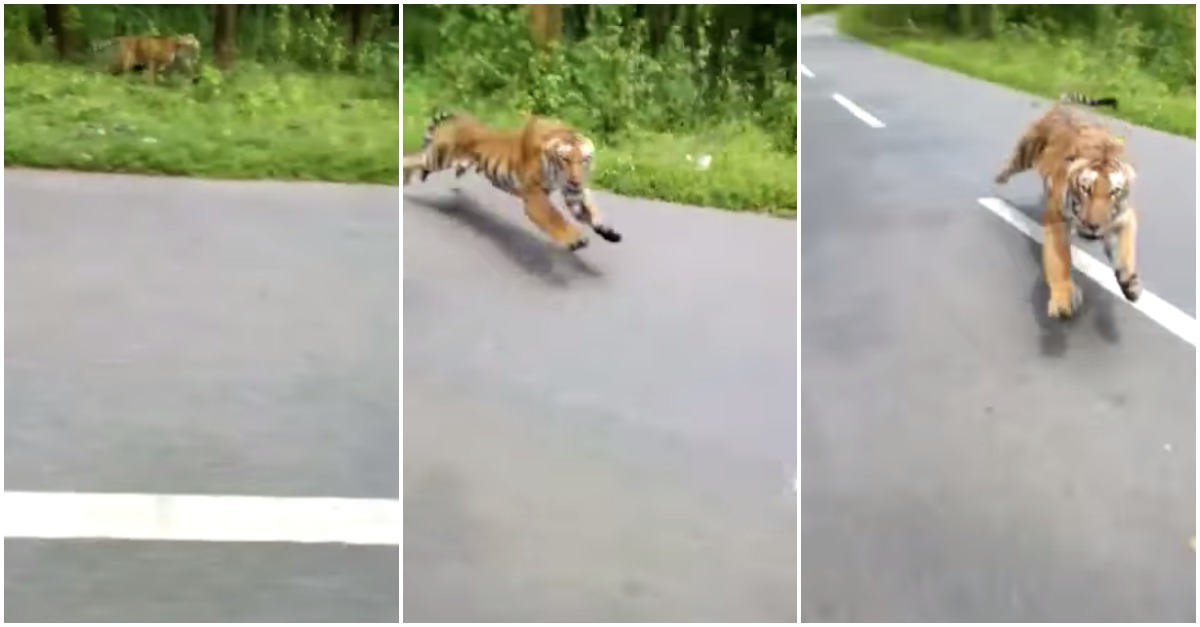 Tigre surge da mata e tenta caçar motociclistas que circulam numa estrada na Índia