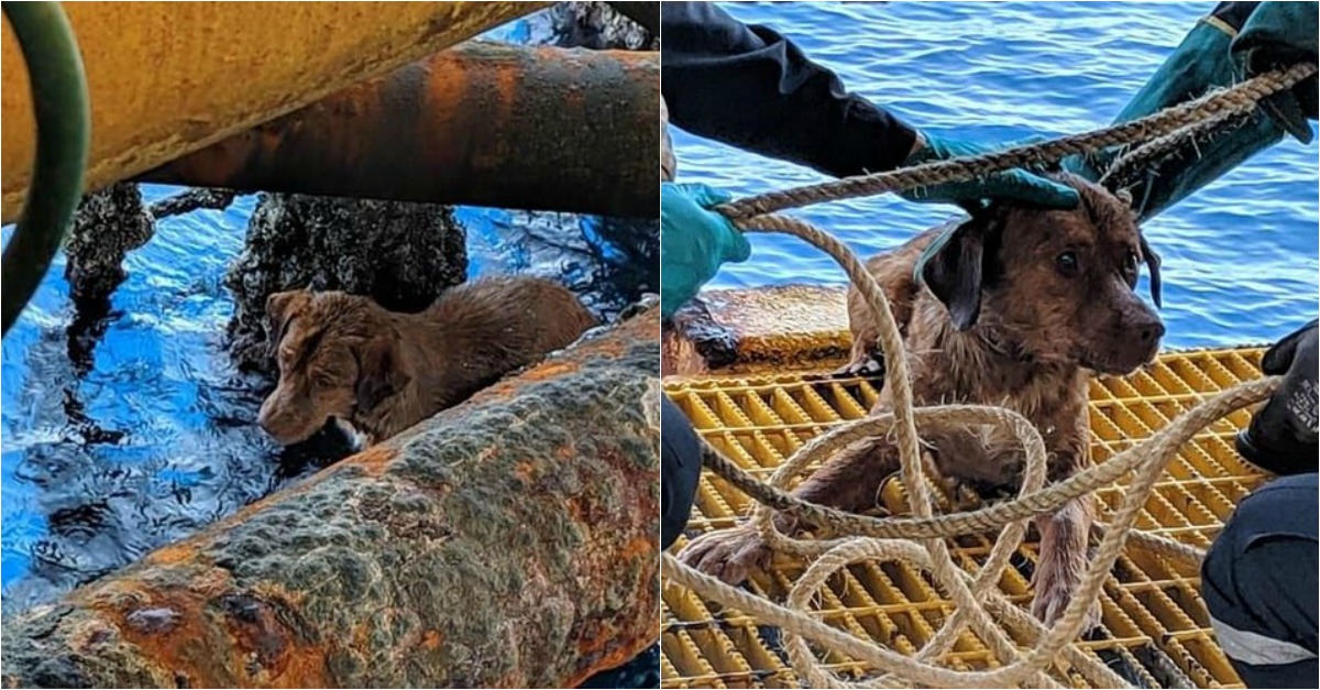 Cadela perdida no mar foi encontrada a 260 km da costa