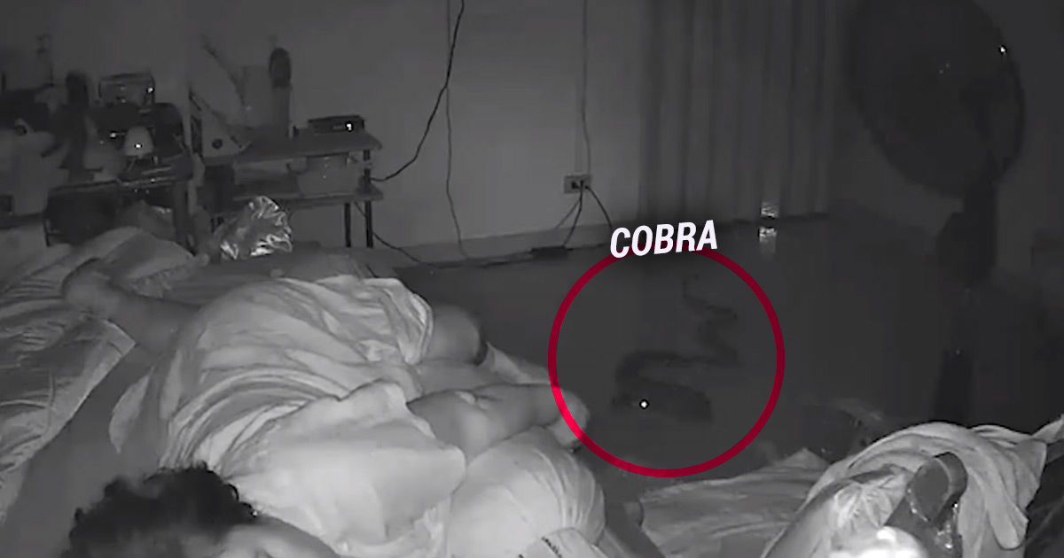 Cobra morde mulher que dormia descansada