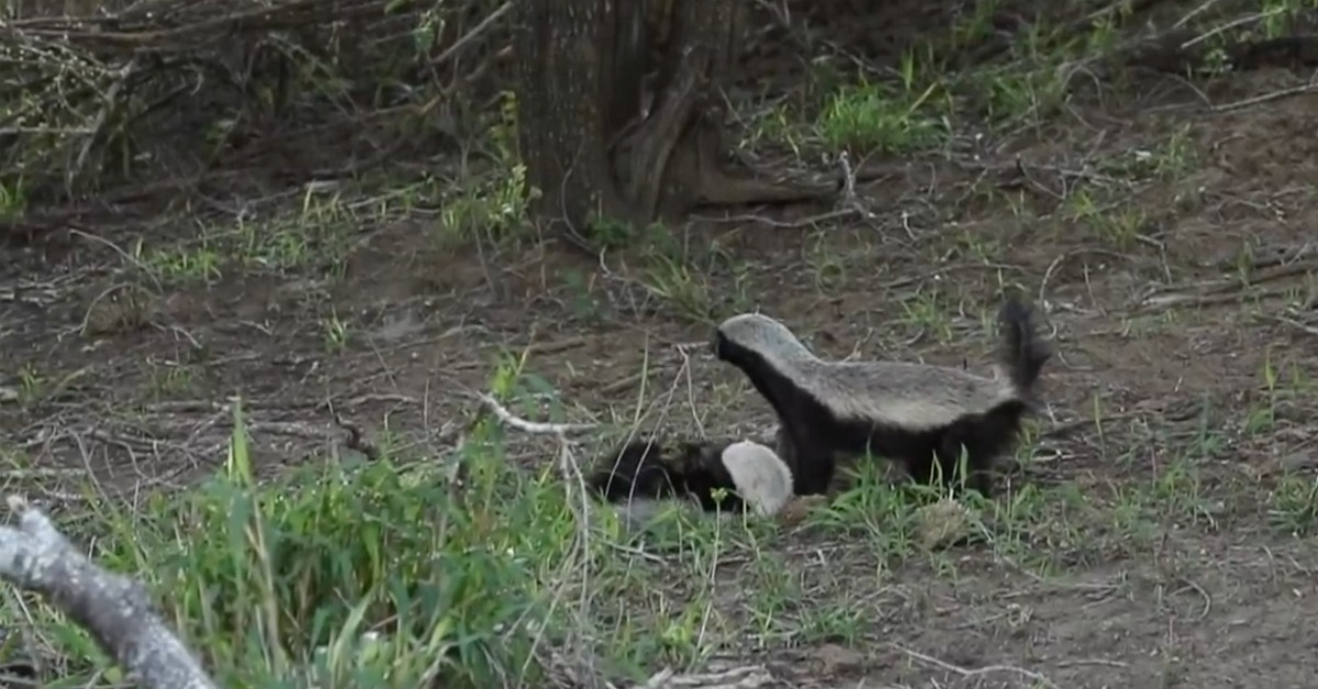 Mãe texugo ataca leopardo faminto para defender a sua cria