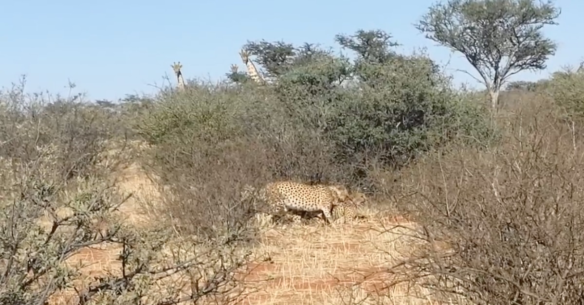 3 chitas filmadas a fazer ménage à trois… até as girafas ficaram pasmadas