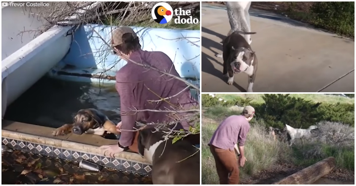 Cães pedem ajuda para resgatarem amigo que caiu num parque aquático abandonado