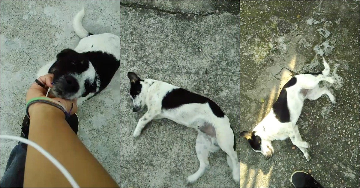 Cão segue rapariga na rua para simplesmente pedir carinho