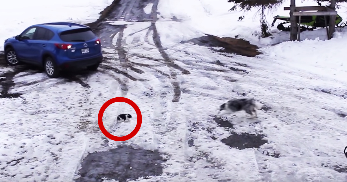 Cão salva o seu amigo de ser atropelado por um carro