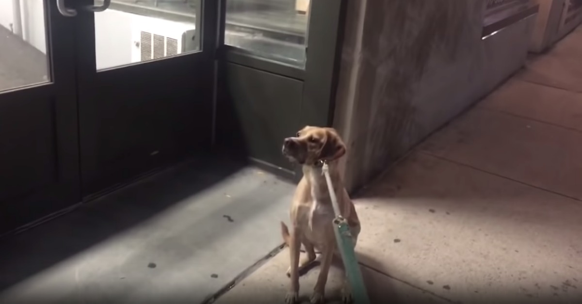 A reação impagável de um cão à porta de uma loja de animais fechada