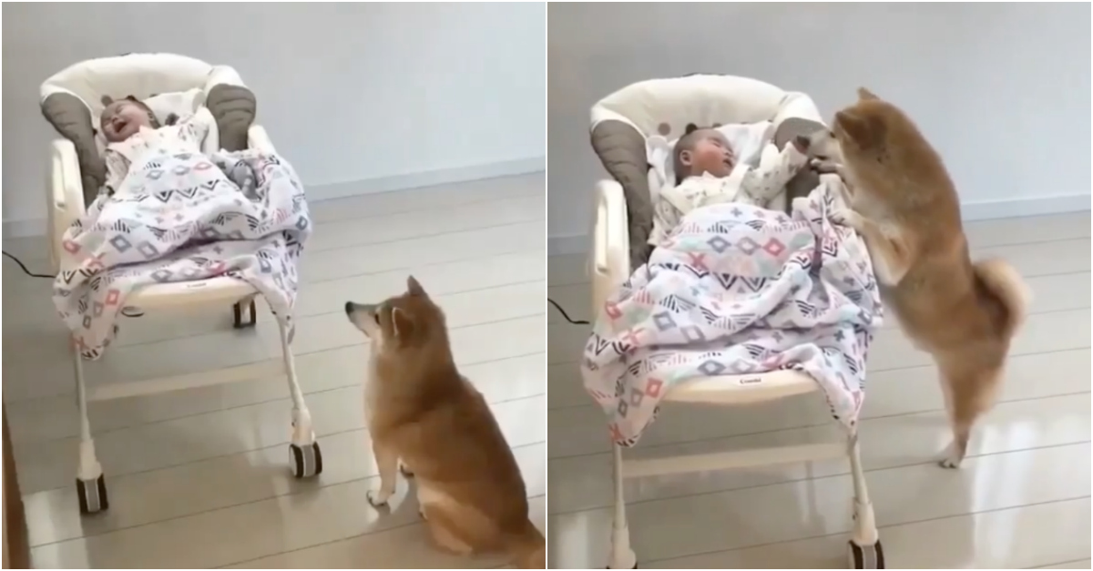 Cão mostra como consegue que um bebé pare de chorar