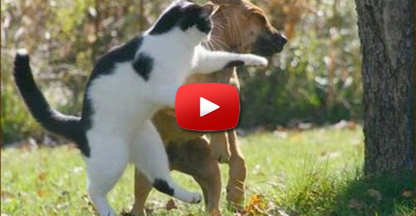 Gato salva criança de ataque de cão!