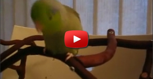 Talking Parrotlet